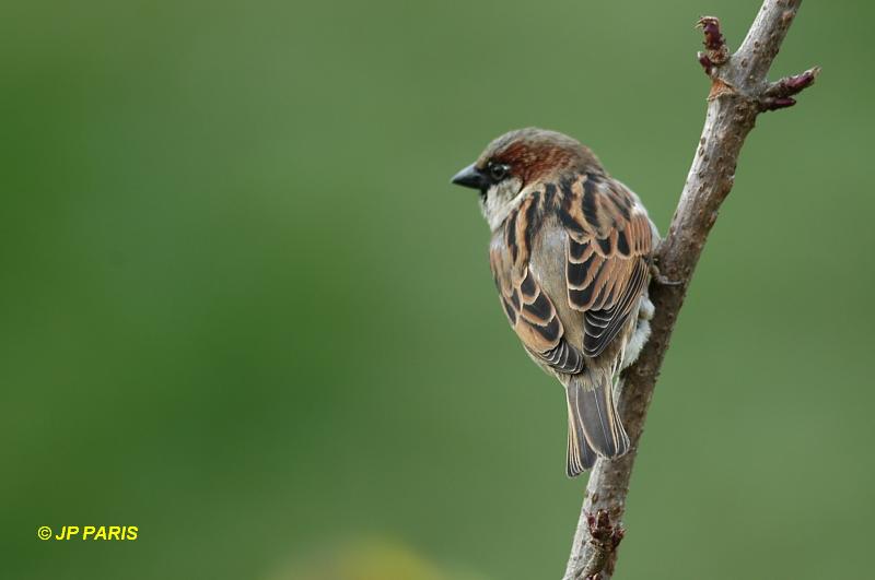 Passer domesticus
